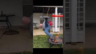"Incredible Leap into the Bonfire" #Jokes #Laughter #Entertainment #Humor #Comedy #FunnyMoments