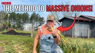 How To Grow Big Onions!