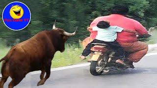 funny fails compilation TRY NOT TO LAUGH  Best Funny Videos Compilation Memes #funny #funnyviral