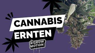 CANNABIS Ernten - Cannabis Plantage, Cannabis Havest