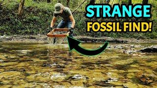 BUCKET LIST FOSSIL FOUND! My Dream Came True in this Alabama Creek Full of Dinosaur-Aged Fossils!