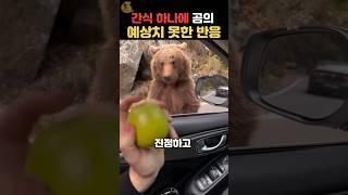 길에서 만난 곰에게 간식을 건내봤더니..?! #동물 #쇼츠