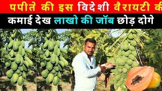 पपीते खेती से 6 महीने में 9 लाख की कमाई l Papite ki kheti l Papaya Farming @IndianFarmingTechnology