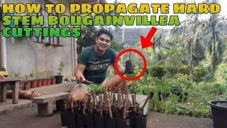 How To propagate Bougainvillea hard stem cuttings | Paano #youtube #bougainvillea #bougainville