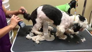 How to Groom a Shih Tzu full Groom (Charlie)