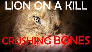 Male Lion on a kill crushing bones(feeding on a Kudu with his cubs)