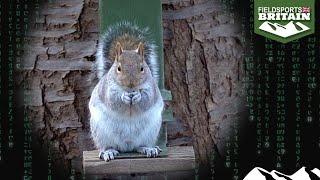 Shooting squirrels with the high-tech Skout Evo airgun