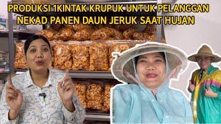 PRODUKSI KRUPUK 1 KWINTAL UNTUK PELANGGAN TAIWAN NEKAD PANEN DAUN JERUK DISAAT HUJAN LEBAT