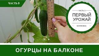 Огурцы На Подоконнике Первый Урожай Формирование Куста