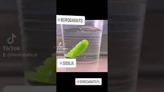 Larwa XXL #Sisilia od BorodaBaits.pl   wersja pływająca ‼️