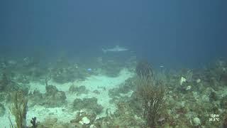 Shark just beyond the wall's edge - Diving in St. Croix - October 2023 – Paralenz camera