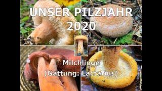 Funde aus der Gattung der Milchlinge (Lactarius)