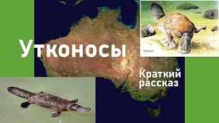 Утконосы | Краткий рассказ