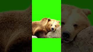 Green Screen Animals #greenscreen #greenscreeneffects #animal #premierepro #adobe #aftereffects