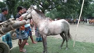 Bipul Agro BD | White Pankhiraj Horse videos | Big White horse from Dhanbari Horse Market 2022