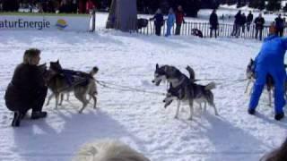 Accident at a dog sled race (funny) ©