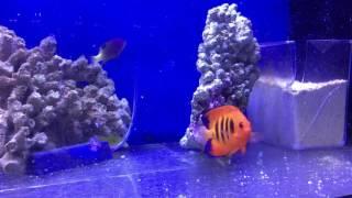 Premium Aquatics New Fish - 4-21-2017