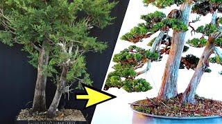 Styling bonsai techniques