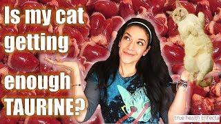 Is My Cat Getting ENOUGH Taurine? (Part 2 of 3) - Raw Cat Food / Cat Lady Fitness