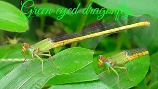 Green eyed dragonfly|Blue grass dart|Blue riverdamsel|Pseudagrion microcephalum