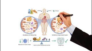 Pharmacology - WEIGHT LOSS DRUGS FOR OBESITY (MADE EASY)