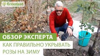 Как правильно укрывать розы на зиму