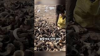 이게 다 뿔이라고?