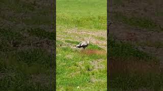 Smoke phase hen with poults. #turkey #spring #wildlife #pennsylvania