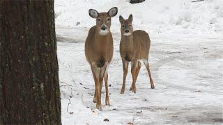 Mother deer brought her two babies on a snowy day.