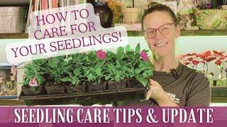 You Sprouted A Seed! Now What?  || Seedling Care Tips & Maintenance Plus A Seedling Update!