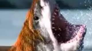 Bear Shark Roar  