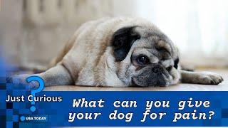 What can I give my dog for pain relief? Medications, remedies to know. | JUST CURIOUS