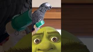 The Funniest Talking Parrot EVER 