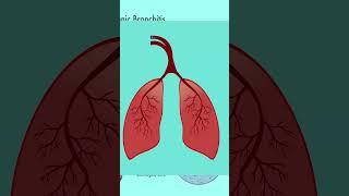 What Is Lungs Disease |  Chronic Obstructive Pulmonary Disease (COPD) | Stem Cell Therapy For COPD |