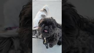 Smiling Solid Black Shih Tzu Ryder #shihtzu #cutedog #시츄