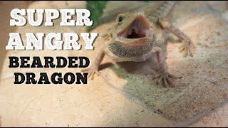 Super Angry Bearded Dragon Eats Huge Silk Worms !! **He Survived**