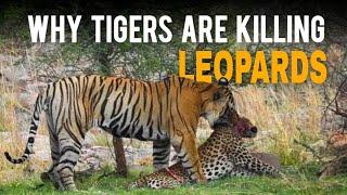 Tigers are Killing Leopards in Ranthambore  National Park | Big Cats Adventures