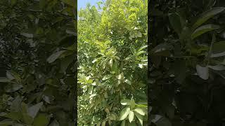 Lemon Farming in Somalia : Farm visits by Horn Africa Farming Tv