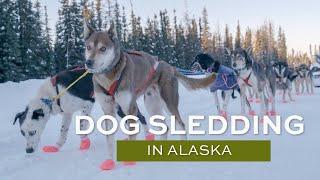 Alaska Dog Sledding Tours