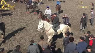 RUSLAN POLVON TOSHKENT CHINOZDAN BOBIR AKA QURUVCHINING KAROL LAQABLI TULPORIDA. ZARBDOR 29.12.2024