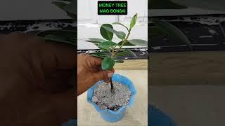 MONEY TREE #tutorialsvideo #bonsailovers