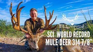 SCI WORLD RECORD MULE DEER 314 7/8"