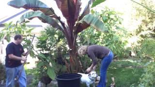 Fall Gardening PT 2/3: Moving Giant Red Banana & Taros Disaster! / Over Wintering Tropical Plants