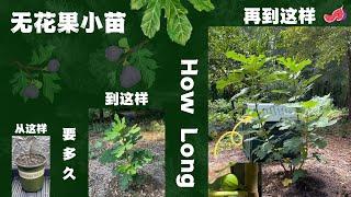 Home Depot无花果从小苗到结果需要多长时间#无花果修剪