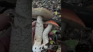 Червонякове божевілля! #funghi #mushroom с. Лисовичі, 12.10.2024