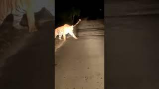tiger #tiger #viralshort #shortsviral #ytshortsindia #viralshorts #shorts #short