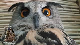 Yoll the eagle-owl says "meow". Or "mimimi"? A meowing owl.