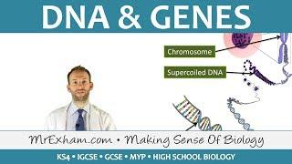 DNA and Genes - GCSE Biology (9-1)