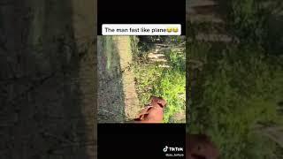 Cow vs Jamaican sprinter 