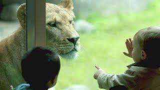 Kids + ZOO = Lots of FUNNY FAILS! - Assure yourself and don't forget to LAUGH!